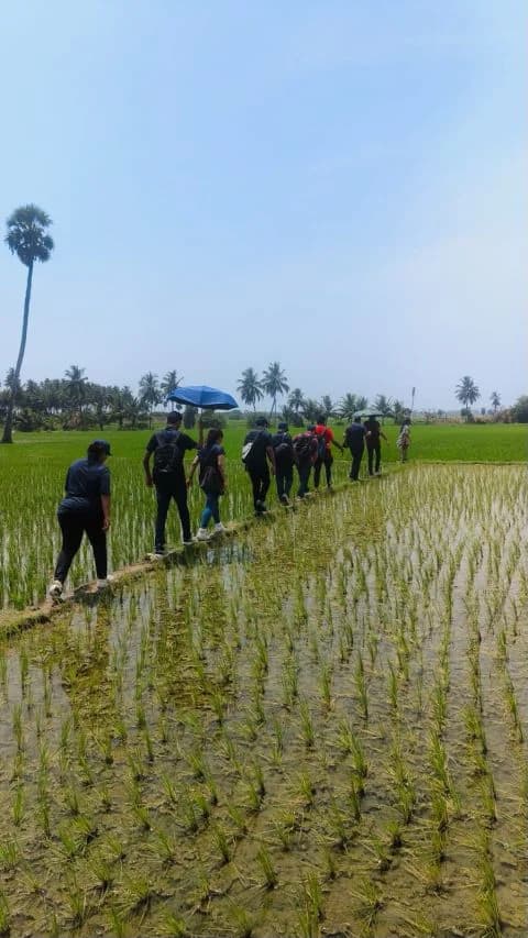 Management students walking along a narrow path through cultivated rice fields